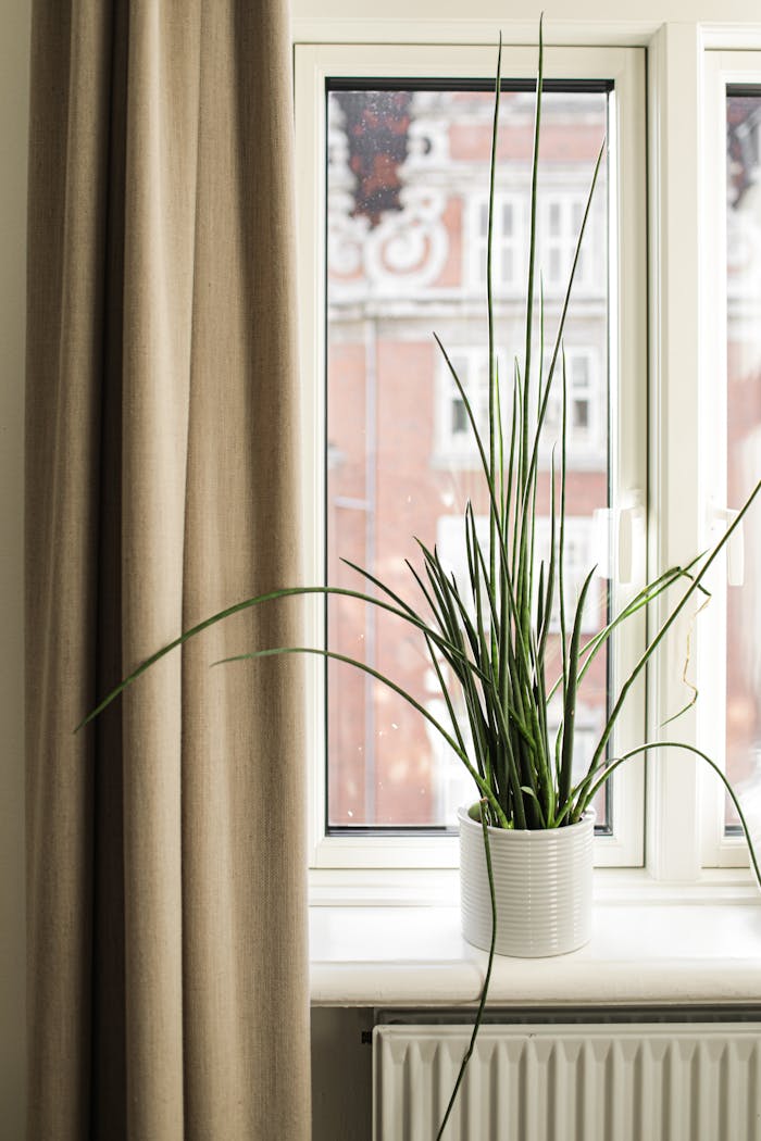 A tall potted plant decorates a windowsill, framed by curtains and natural light.